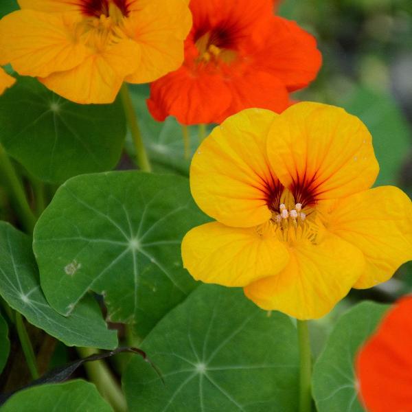 AcquaGarden Outdoor Plants Nasturtium 'Whirlybird Mix'