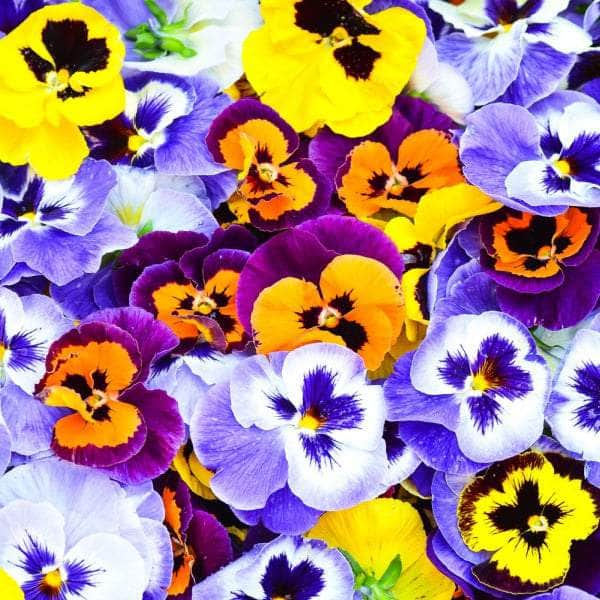 AcquaGarden Outdoor Plants Pansy