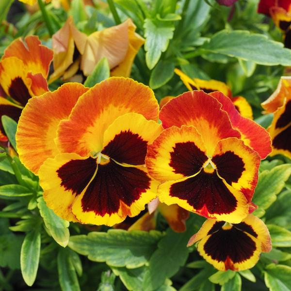 AcquaGarden Outdoor Plants Pansy 'Autumn Blaze Mix'