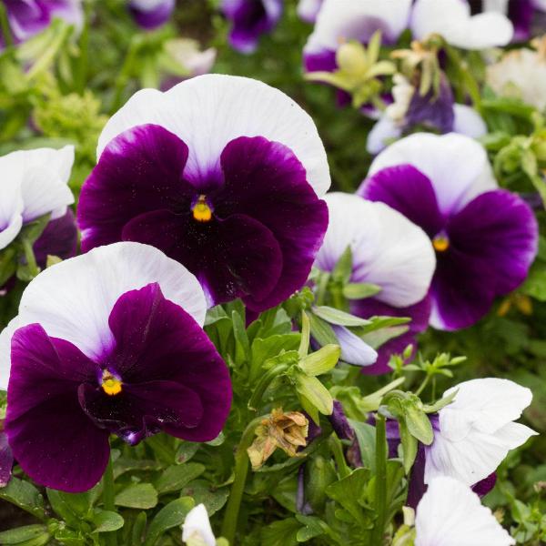 AcquaGarden Outdoor Plants Pansy 'Beaconsfield'