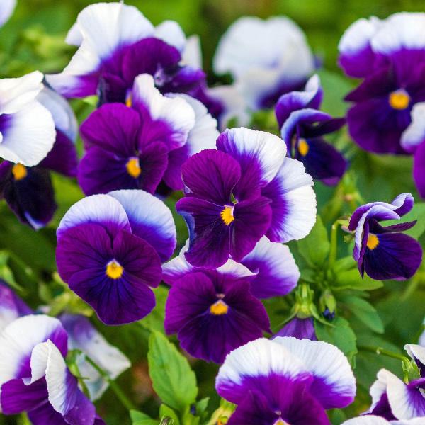 AcquaGarden Outdoor Plants Pansy 'Beaconsfield'