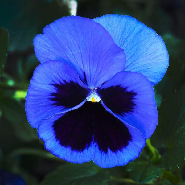 AcquaGarden Outdoor Plants Pansy 'Blue Blotch'