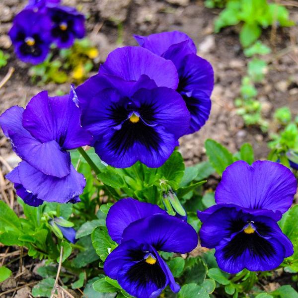 AcquaGarden Outdoor Plants Pansy 'Blue Blotch'