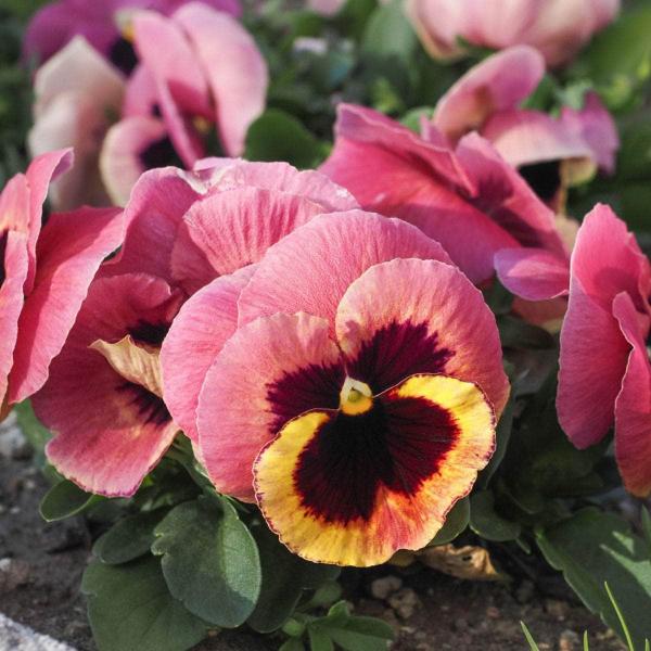 AcquaGarden Outdoor Plants Pansy 'Coastal Sunrise Mix'