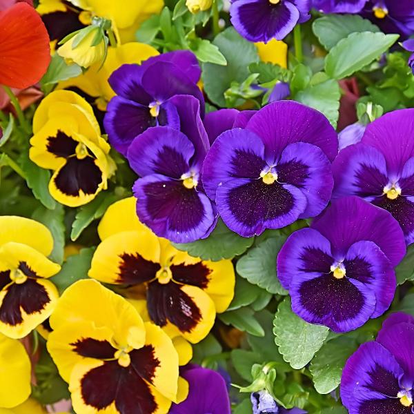 Bedding Plants