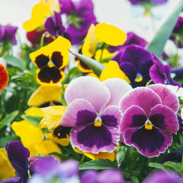 AcquaGarden Outdoor Plants Pansy 'Delta Mix'