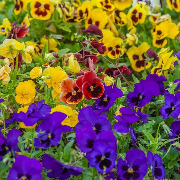 AcquaGarden Outdoor Plants Pansy 'Delta Mix'