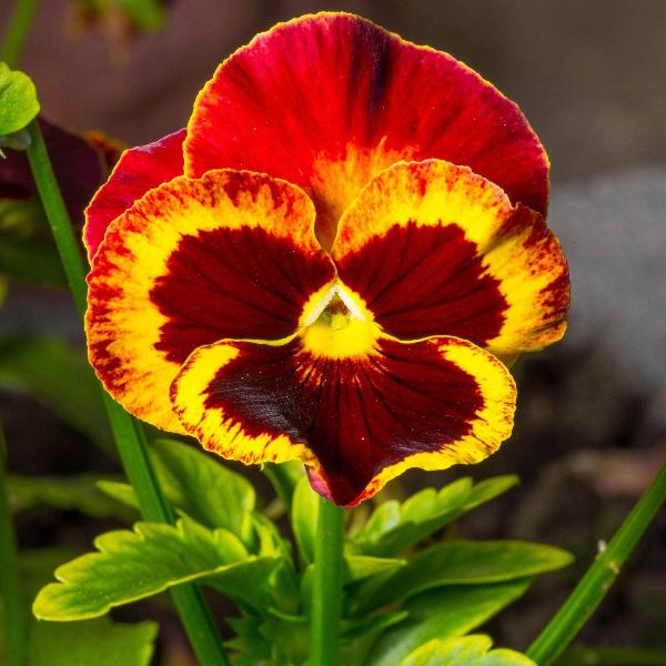 AcquaGarden Outdoor Plants Pansy 'Fire Surprise'