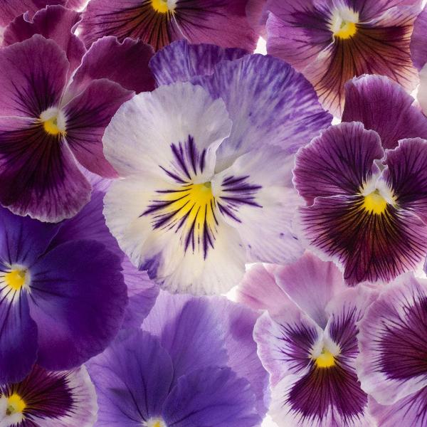 Acqua Garden Outdoor Plants Pansy 'Fruits of the Forest'