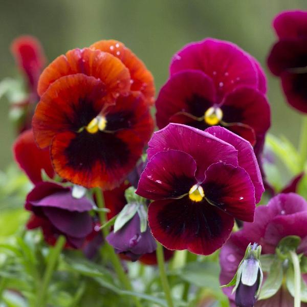 AcquaGarden Outdoor Plants Pansy 'Fruits of the Forest'