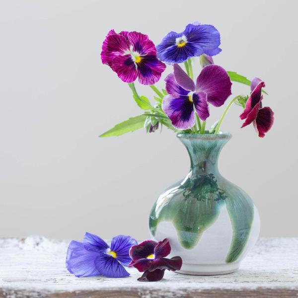 AcquaGarden Outdoor Plants Pansy 'Fruits of the Forest'