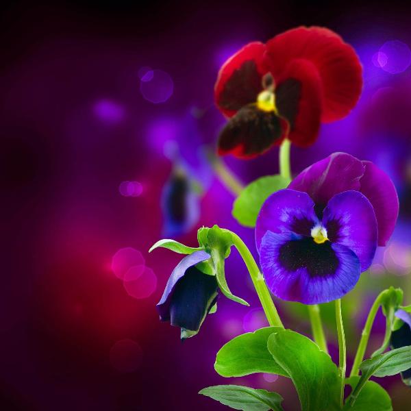 AcquaGarden Outdoor Plants Pansy 'Fruits of the Forest'