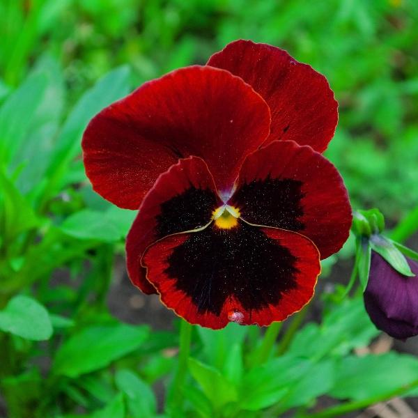 AcquaGarden Outdoor Plants Pansy 'Fruits of the Forest'