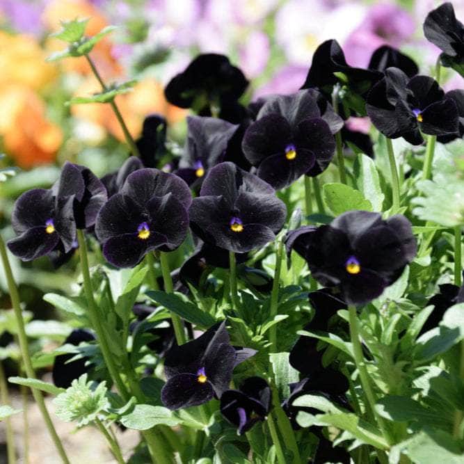 AcquaGarden Outdoor Plants Pansy 'Halloween Mix'