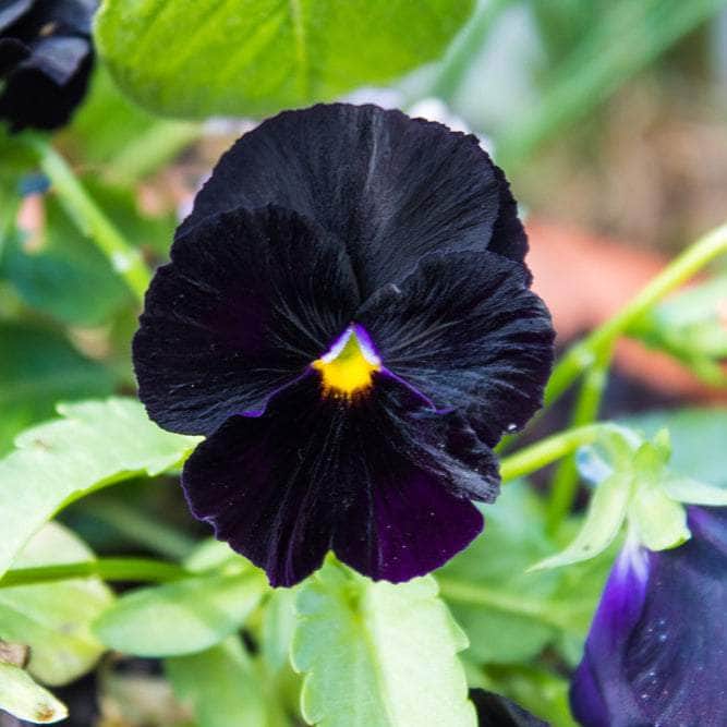 AcquaGarden Outdoor Plants Pansy 'Halloween Mix'