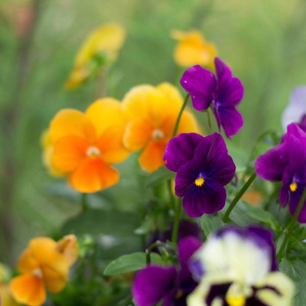 AcquaGarden Outdoor Plants Pansy 'Halloween Mix'