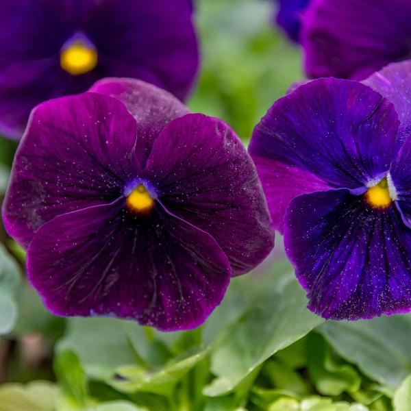 AcquaGarden Outdoor Plants Pansy 'Halloween Mix'