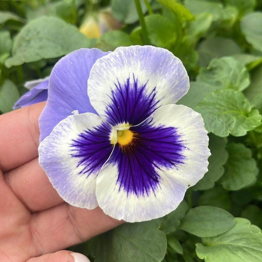 AcquaGarden Outdoor Plants Pansy 'Inspire Blue Angel'