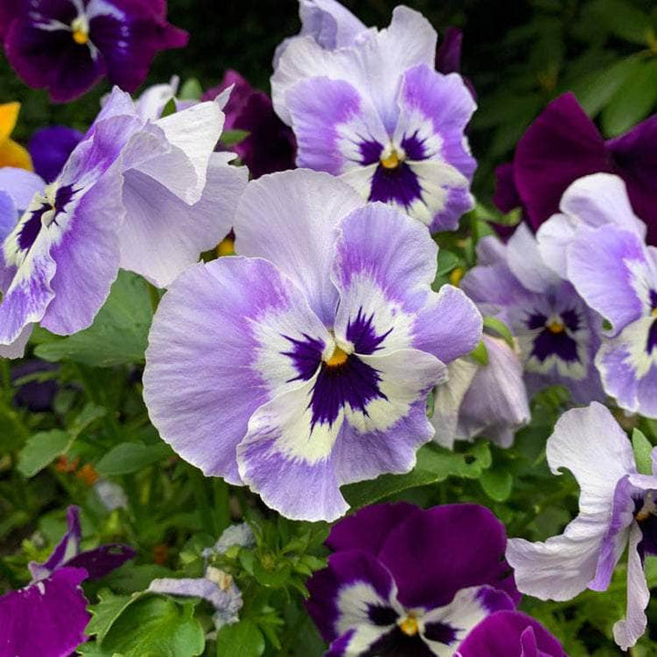 AcquaGarden Outdoor Plants Pansy 'Inspire Blue Angel'