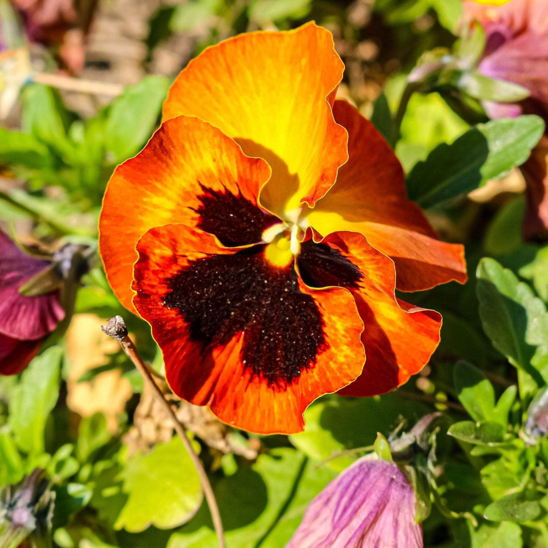 AcquaGarden Outdoor Plants Pansy 'Radiance Red'