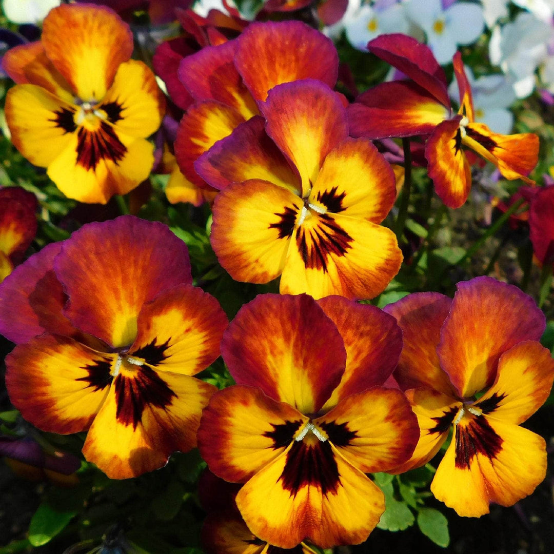 AcquaGarden Outdoor Plants Pansy 'Radiance Red'