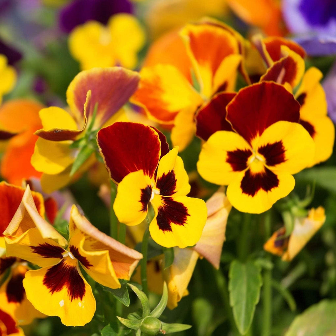 AcquaGarden Outdoor Plants Pansy 'Radiance Red'