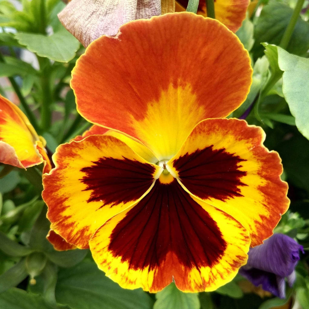 AcquaGarden Outdoor Plants Pansy 'Radiance Red'
