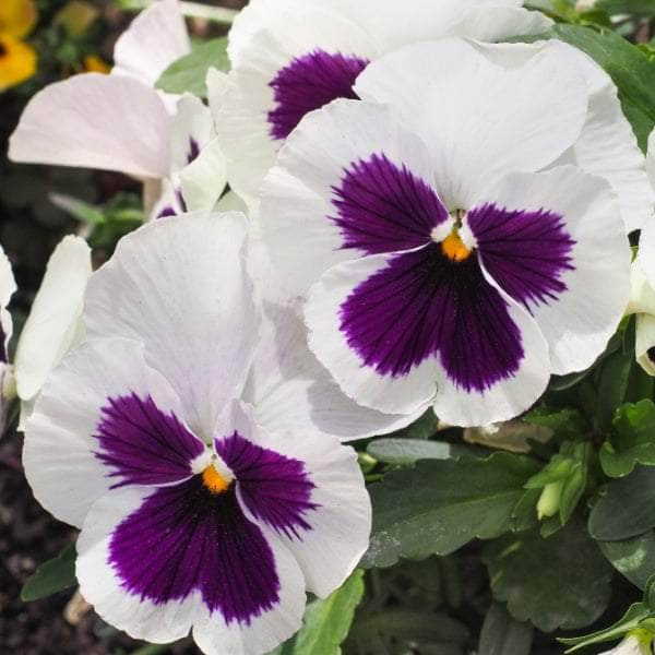 AcquaGarden Outdoor Plants Pansy 'White Blotch'