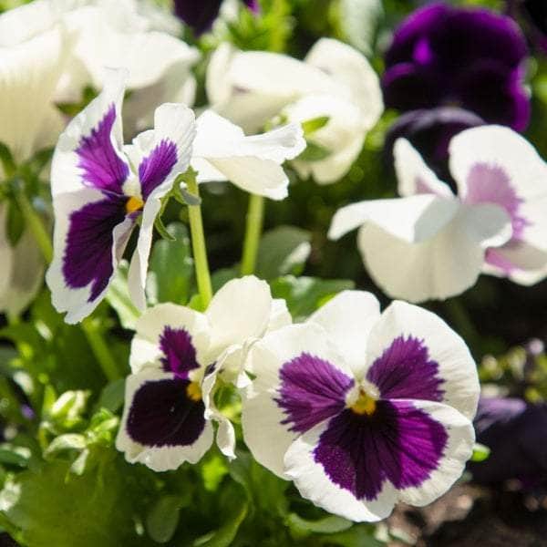 AcquaGarden Outdoor Plants Pansy 'White Blotch'