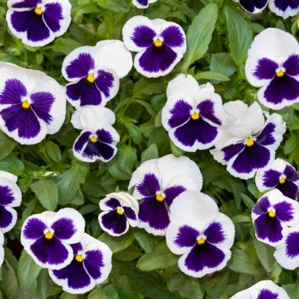 AcquaGarden Outdoor Plants Pansy 'White Blotch'