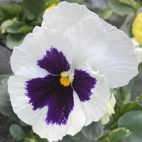 AcquaGarden Outdoor Plants Pansy 'White Blotch'