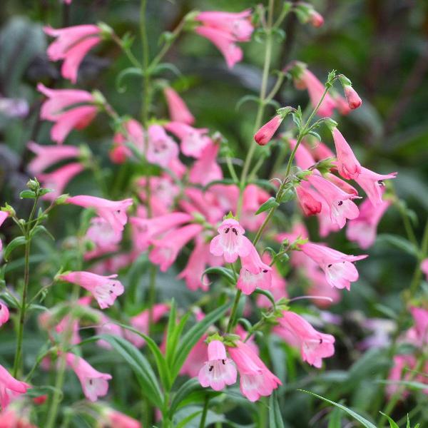 AcquaGarden Outdoor Plants Penstemon 'Apple Blossom'