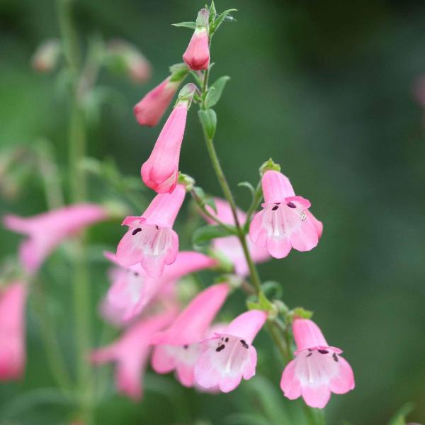 AcquaGarden Outdoor Plants Penstemon 'Apple Blossom'