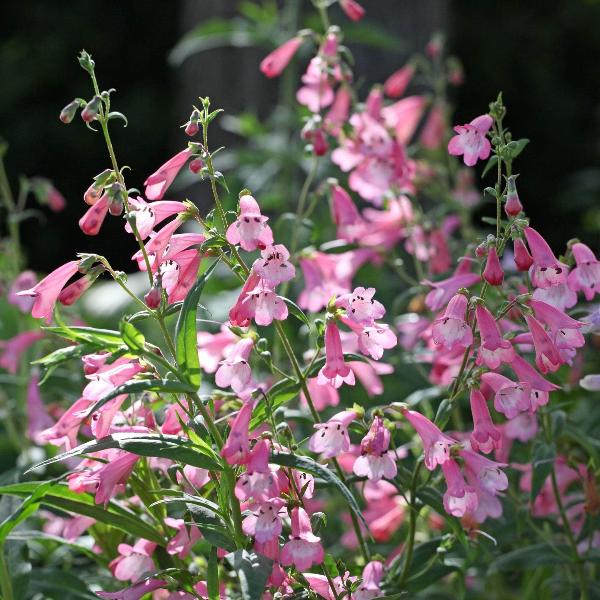 AcquaGarden Outdoor Plants Penstemon 'Apple Blossom'
