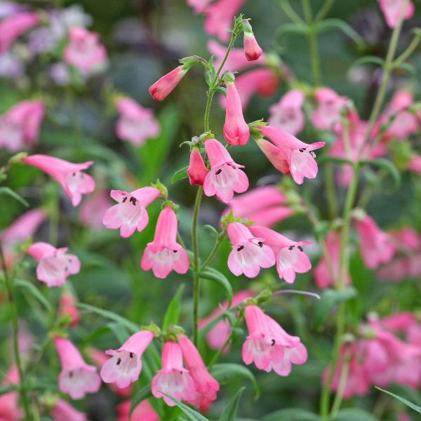 AcquaGarden Outdoor Plants Penstemon 'Apple Blossom'