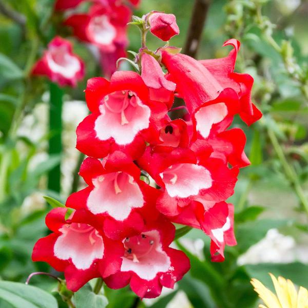 AcquaGarden Outdoor Plants Penstemon 'Arabesque Mix'