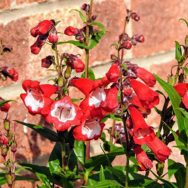 AcquaGarden Outdoor Plants Penstemon 'Arabesque Mix'