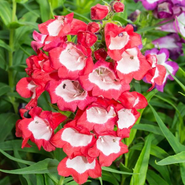 AcquaGarden Outdoor Plants Penstemon 'Arabesque Mix'
