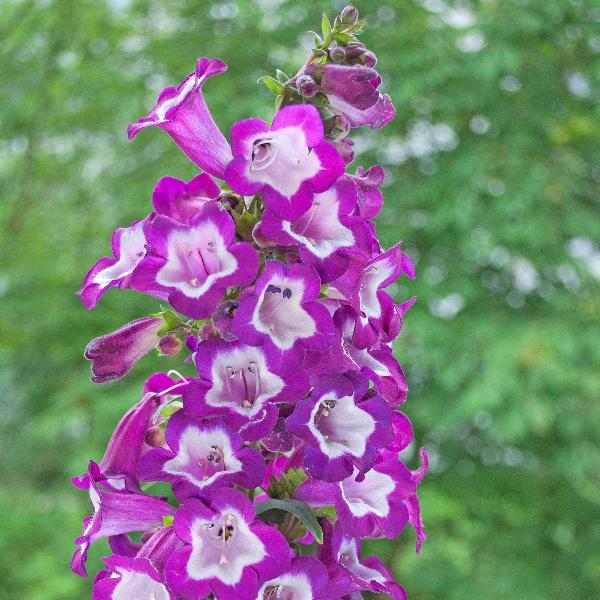 AcquaGarden Outdoor Plants Penstemon 'Arabesque Mix'