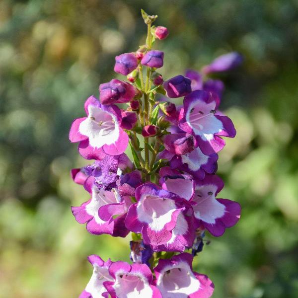 AcquaGarden Outdoor Plants Penstemon 'Arabesque Mix'