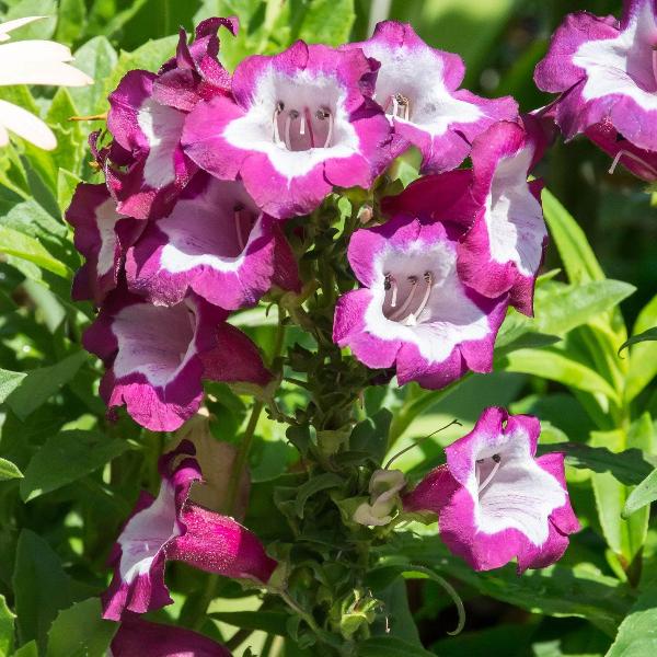 AcquaGarden Outdoor Plants Penstemon 'Arabesque Mix'