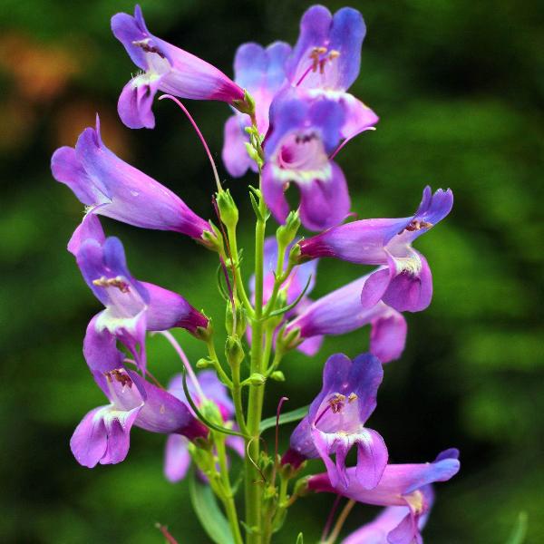 AcquaGarden Outdoor Plants Penstemon 'Catherine De La Mare'