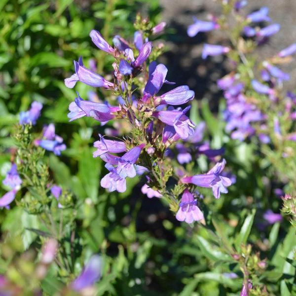 AcquaGarden Outdoor Plants Penstemon 'Catherine De La Mare'
