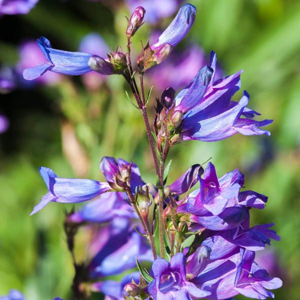 AcquaGarden Outdoor Plants Penstemon 'Catherine De La Mare'