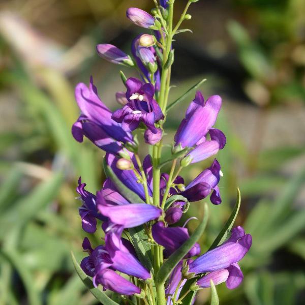 AcquaGarden Outdoor Plants Penstemon 'Catherine De La Mare'