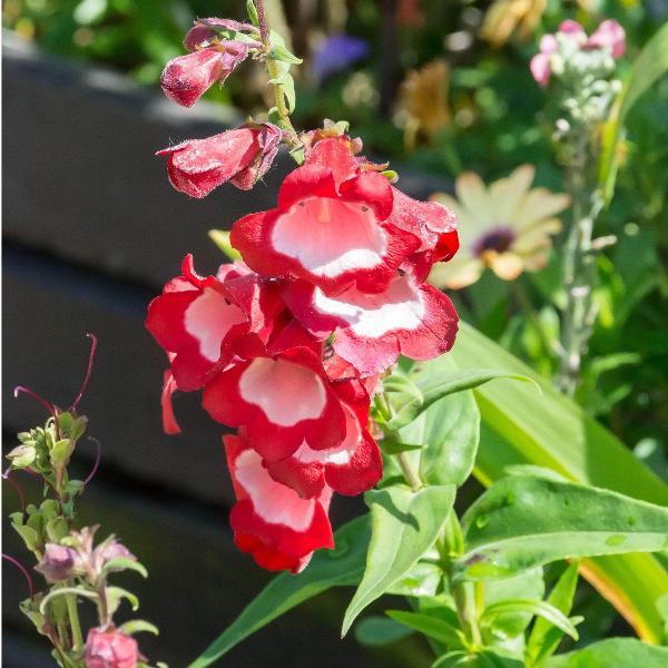 AcquaGarden Outdoor Plants Penstemon 'Phoenix Red'
