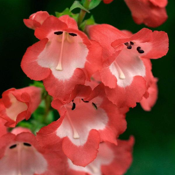 AcquaGarden Outdoor Plants Penstemon 'Phoenix Red'