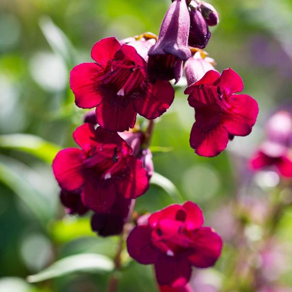 AcquaGarden Outdoor Plants Penstemon 'Rich Ruby'