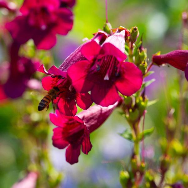 AcquaGarden Outdoor Plants Penstemon 'Rich Ruby'