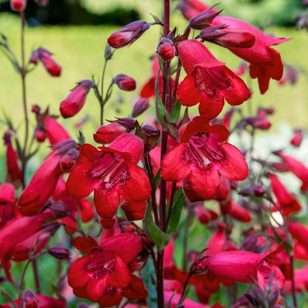 AcquaGarden Outdoor Plants Penstemon 'Rich Ruby'
